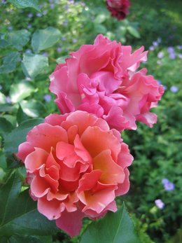 Les roses de nos jardins
