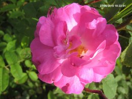 Les roses de nos jardins