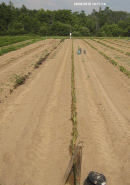 PLANTATION DES POIREAUX