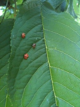 Insectes sur mon cerisier