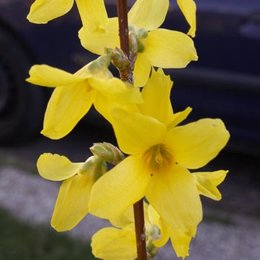 Floraison de mon forsythia