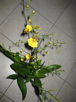 Orchidées sans identités