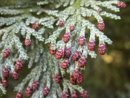 Maladie sur mon genévrier (juniperus) ?