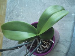 Phalaenopsis: Feuille malade