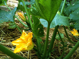 Fleur mâle et fleur femelle de la courgette