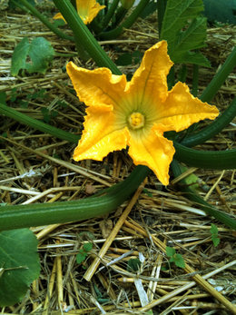 Fleur mâle et fleur femelle de la courgette