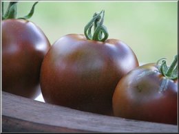 Tomate-cerise de couleur