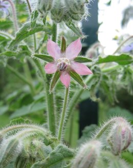 Bourrache - Borago officinalis