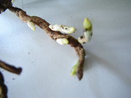Rempotage d'un phalaenopsis aux racines très endommagées