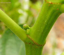 Figuier . . . me donneras-tu des fruits ?