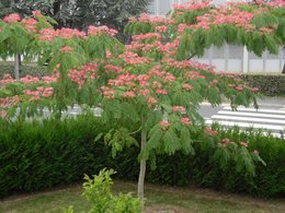 Acacia de Constantinople - Albizia julibrissin - Arbre à soie 