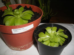 saison pour la division de plantes carnivores: SARRACENIA PINGUICULA TINA