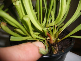 saison pour la division de plantes carnivores: SARRACENIA PINGUICULA TINA