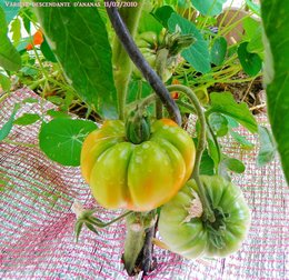 récolte de tomates