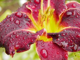 Des fleurs dans votre assiette ?