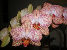 Orchidofolie