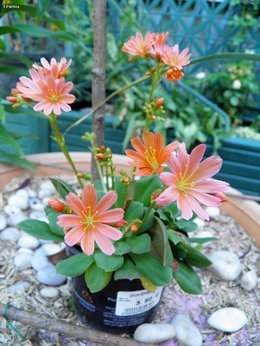 Lewisia cotyledon