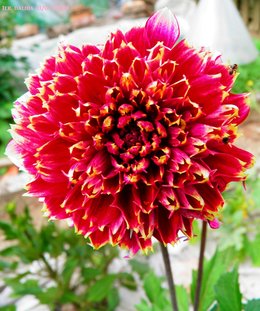 Dahlia