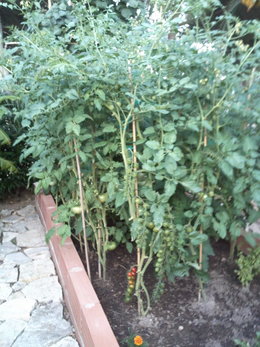 récolte de tomates