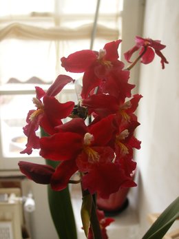 Orchidofolie