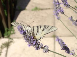 Lavande séchée, du jardin au placard ?