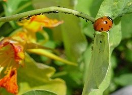 Ensemble, construisons l'histoire de la coccinelle