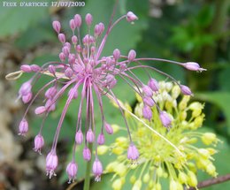 Allium flavum