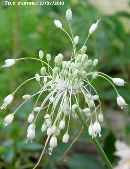 Allium flavum