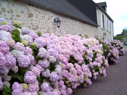 Couleur des Hortensia !