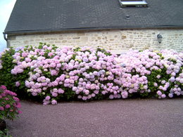 Couleur des Hortensia !