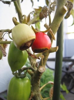 Tomates malades