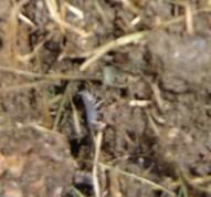 VOTRE COMPOST