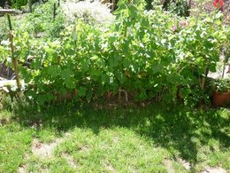 Structure pour vigne