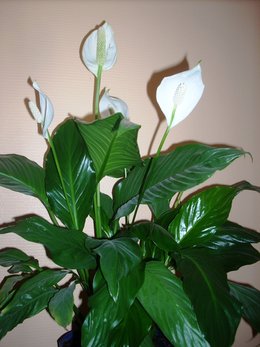 Spathiphyllum - Fleur de lune