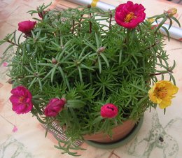 Pourpier à grandes fleurs - Portulaca grandiflora 