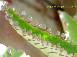 Kalanchoe daigremontiana