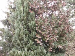 Maladie sur mon genévrier (juniperus) ?