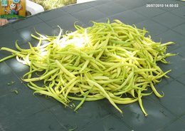 HARICOTS VERTS