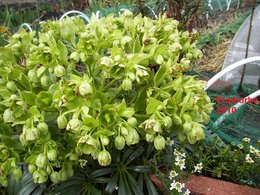 Euphorbe characias - Euphorbia