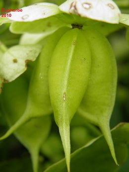 Euphorbe characias - Euphorbia