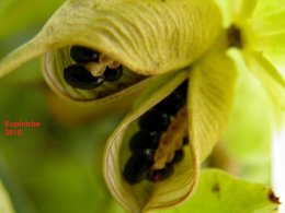 Euphorbe characias - Euphorbia