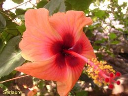 Hibiscus des marais - Hibiscus moscheutos