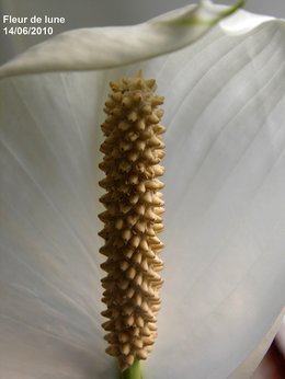 Spathiphyllum - Fleur de lune