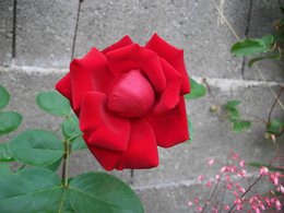 pouvez vous me donner le nom de cette rose