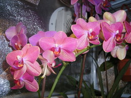 Orchidofolie