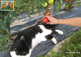 LA DURE VIE DES TOMATES ...