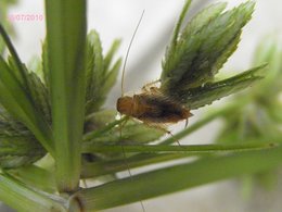 Invasion dans mon Cyperus Alternifolius