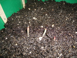 CACTUS:gaermination des semis echinocactus,echinocereus,rubutia hybride