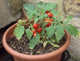 Les maladies de la tomate