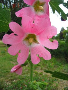 Rose trémière - Althaea rosea 